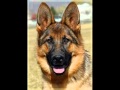 Mark Sida : Joyeux Anniversaire Zoophile - YouTube