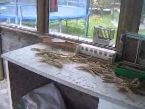 2010 11 03 Hirse und keine Lust zum Fressen