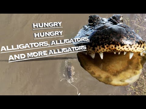 Drone Feeding Alligators after Hurricane Delta in 2020