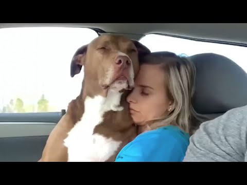Les chiens sont vraiment les meilleurs amis de l'homme - funny animal 2023