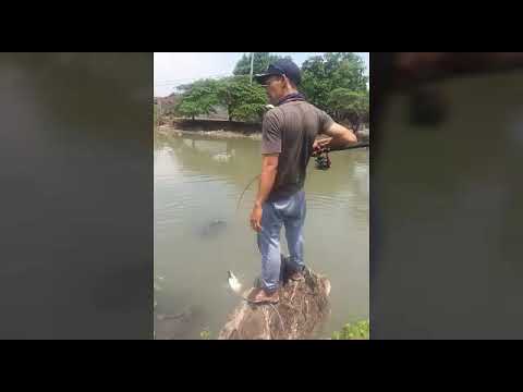 mancing patin liar#River Devil/setan kali sidoarjo bersama PARMAN 87#krian#day_2part_2