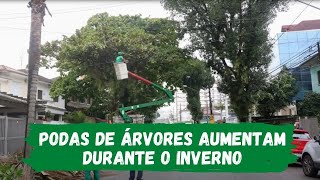 Podas de árvores aumentam durante o inverno
