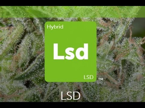 LSD | Обзор сортов марихуаны
