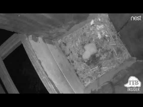 ITBirdwatch: First Look at the Baby Owl 3.25.18