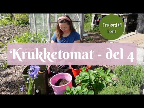 Krukketomat fra jord til bord - del 4 | Utplanting