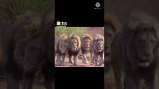 lion attitude shayari | sher attitude whatsapp video | tiger whatsapp status video