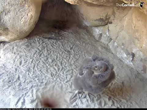 California Condor Chick Stretches Wings – June 22, 2018