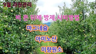 사과나무 비 온 후에 마그네슘,아미노산,미량원소 엽면시비/탄저병,갈반병 예방방제