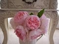 Розовая нежность | Розы Винтаж Роскошь красоты | HD 