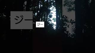 渓谷公園歩いていたらニイニイゼミの鳴き声が聞こえてきました！