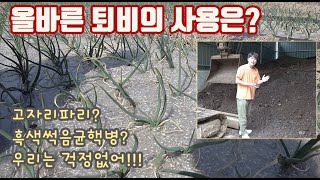 올바른 퇴비의 사용 방법?? 여기 양파농가는 많은 퇴비를 사용하고도 염류문제, 고자리파리, 균핵병 문제가 없…