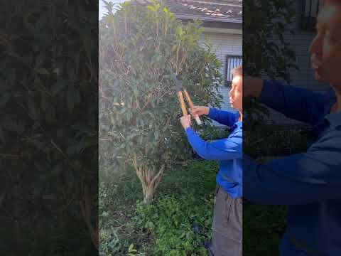 園芸 スイミングプールの周りの生垣