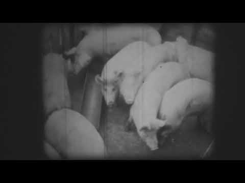 Spirit gospodăresc - cineclubul Minerul Anina (1982)