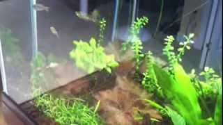 Quick tip How to catch fish in a planted tank