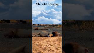 after a lot of eating lions roaring #animals #shorts #wildlife #lion