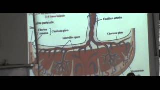 Embryology Dr Hossam [Placenta] 20 December 2014