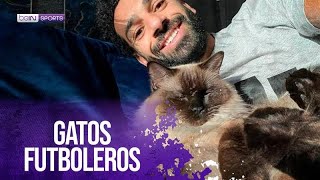 Día Internacional del Gato: ¡Los gatos que dominaron el fútbol! | beIN SPORTS USA