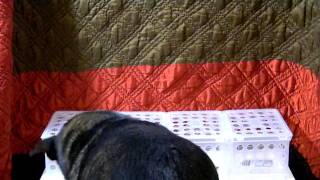 Jabu chooses Marro-Bone