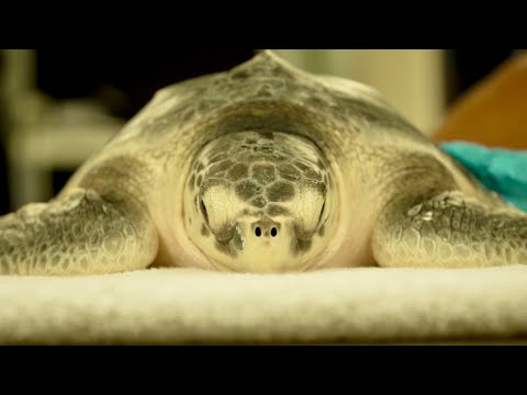 How Does Red Tide Affect Marine Life?