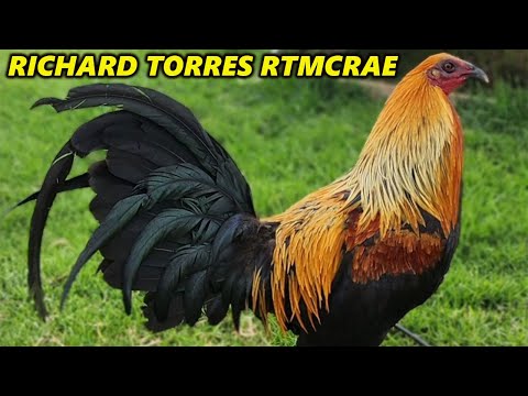 McRae Richard Torres Farm in Hawaii - Beautiful Birds
