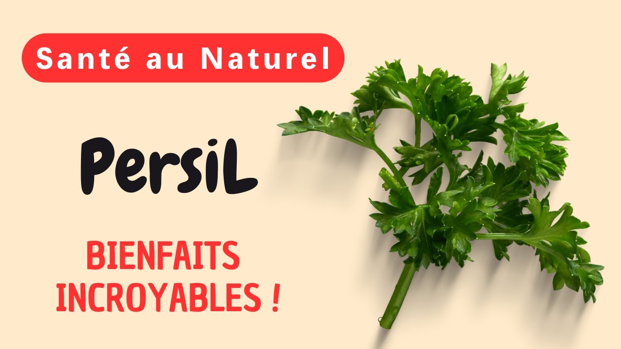 Pourquoi le persil est-il l'herbe secrète pour une santé optimale et un bien-être inégalé ?