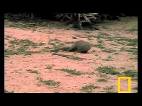 You Know What I Hate?:Snakes