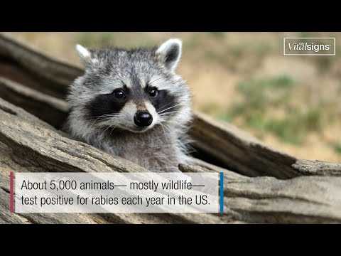Are you at risk for Rabies?
