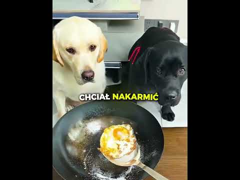 Pies Specjalnie Odmówił Jedzenia