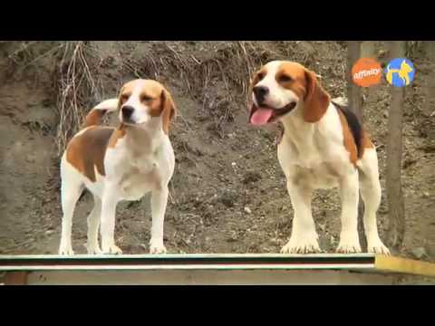 Elige tu raza - Beagle - Más que perros y gatos 5 | Fundación Affinity