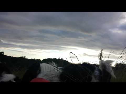 coco vs taffy collie bark