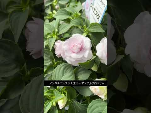  11月にアジサイを植えることはできますか？低木は寒さを恐れますか？  庭園