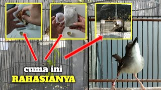 Download lagu Cuma gara2 cara ini, banyak ciblek jadi gacor dan fighter dalam sekejap‼️ coba aja kalau gak percaya mp3