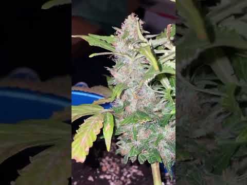 Cookies Gelato Royal Queen Seeds