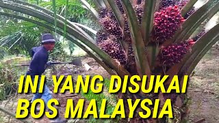 Download lagu ini cara panen sawit yang di sukai bos malaysia jenis sawit paling unggul yangambi rezeki nomplok mp3
