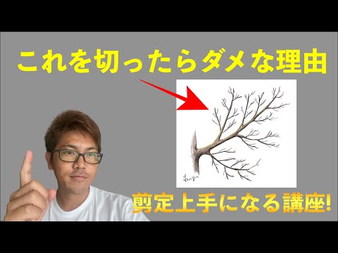 エスパリエ果実の夏剪定 トピックス