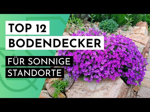 Die 12 schönsten Bodendecker für SONNIGE Standorte