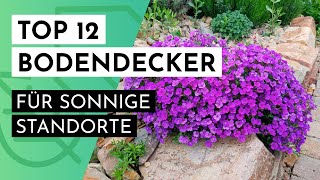 Die 12 schönsten Bodendecker für SONNIGE Standorte