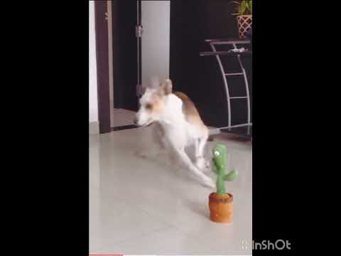 Dog funny video 🤣🤣😂.........