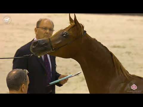 N 104 ARJUWAN AL BIDAYER   Dubai Arabian Horse Show 2020   Yearling Colts Class 9B