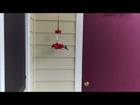 Male Anna's Hummingbird at Feeder