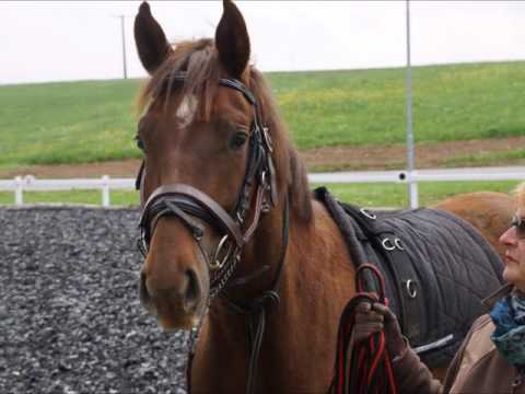 Prämierter Hengst  von Franziskus "Foxy ST"