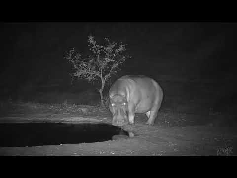 Djuma: Lone unknown Hippo arrives - 19:25 - 11/20/19