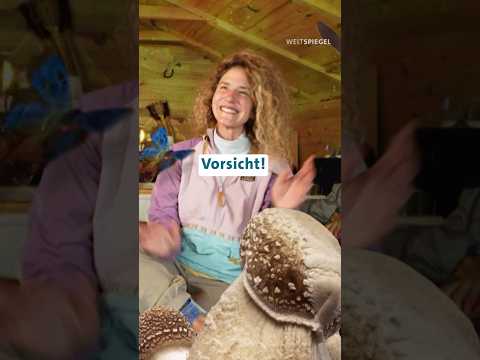 Magic Mushrooms: Zwischen Trip und Therapie