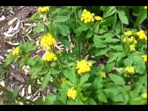 Golden Alexanders (Zizia aurea)
