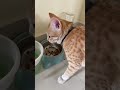 Feed Me Now The Adorable High Pitched Meows Of My Hungry Orange Cat Cat Shorts