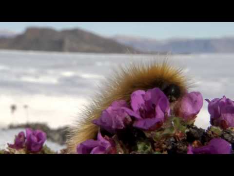 The arctic wooly bear caterpillar: A relentless race against time