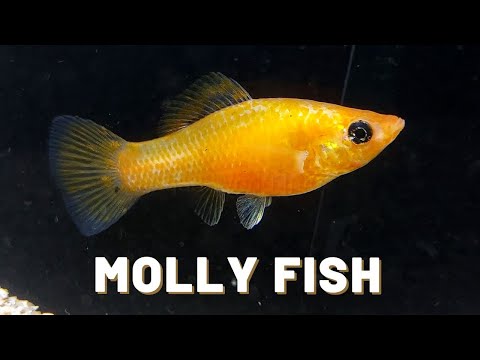 Chov a rozmnožovanie čiernej molly (Poecilia sphenops)