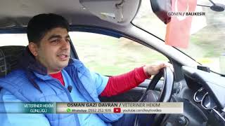 VETERİNER HEKİM GÜNLÜĞÜ | BÜYÜKBAŞ HAYVANLARININ TOHUMLAMA VE PERİYODİ