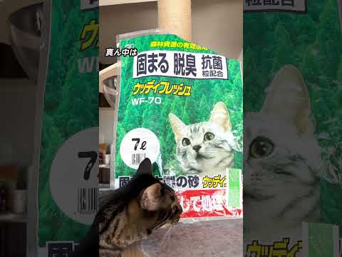 驚くべき発見: 猫砂が気候変動対策に役立つ可能性がある