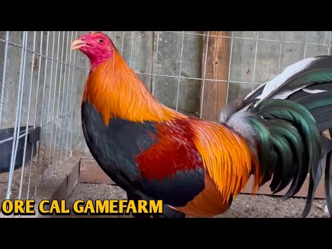 Sweater Brownred Kelso - ORE CAL FARM